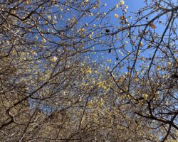 【休日の風景】一足早い春の訪れ。羽黒山の「ろうばい」が咲き始めました